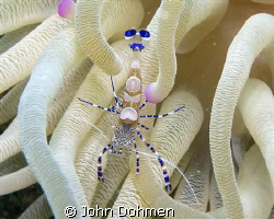 Spotted Cleaner Shrimp in Giant Anemone at Playa Kalki, C... by John Dohmen 